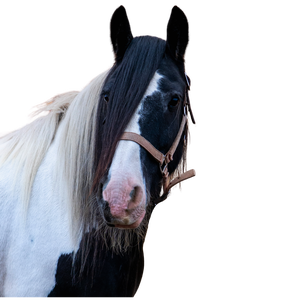 A black and white horse head with a blaze and a pink halter.